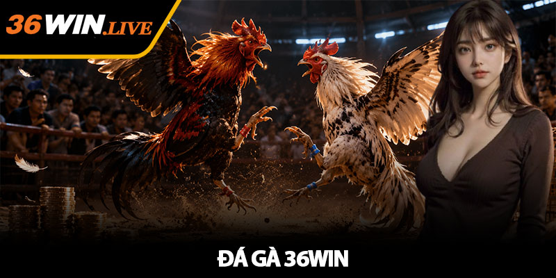 Đá Gà 36WIN - Theo Dõi Trận Kê Chiến Hấp Dẫn Mỗi Ngày