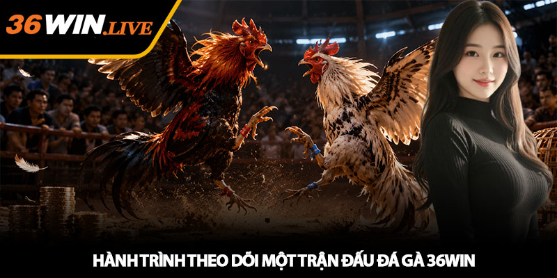 Hành Trình Theo Dõi Một Trận Đấu Đá Gà 36WIN