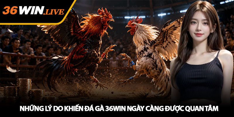 Những Lý Do Khiến Đá Gà 36WIN Ngày Càng Được Quan Tâm